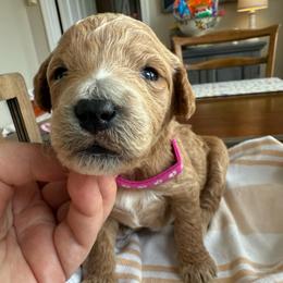 Cara Cara - Apricot female Goldendoodle puppy in Chattanooga, Tennessee from Scenic City Doodles