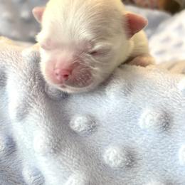 AKC Luka - White male Maltese puppy in Charleston, West Virginia from Mountain State Puppies