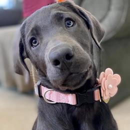 Dilute Retrievers from Irby Acres Labs