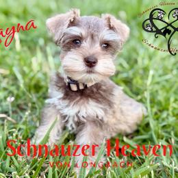 Rayna AKC (toy) - Wheaten female Miniature Schnauzer puppy in Pelzer, South Carolina from Schnauzer Heaven Von Longbach