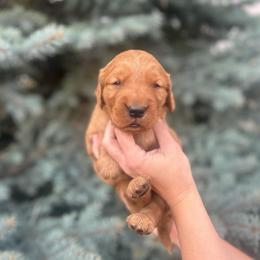 Silver Boy - Dark golden male Golden Retriever puppy in Utah from Deseret Peak Goldens