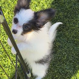 Boy 1 - White black and tan male Papillon puppy in Las Vegas, Nevada from Desertpaws Papillons