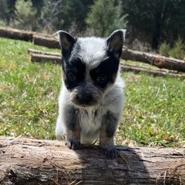 Girl 3 - Blue female Australian Cattle Dog puppy in Irvington, Kentucky from Dry Valley’s Australian Cattle Dogs