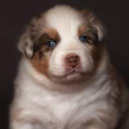 Australian Shepherds from McDonald Farm's Australian Shepherds