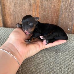 Duck - Black tri-color female Aussiedoodle puppy in Eastland, Texas from H5 Mini Doodles