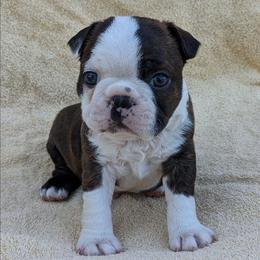 Patch - Brindle and white male Boston Terrier puppy in Perry, Oklahoma from Sitsler Bostons