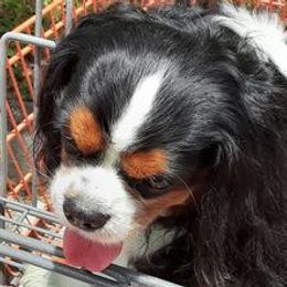 Cavalier King Charles Spaniels from Nancy Brann's Cavaliers