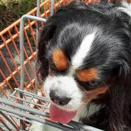 Cavalier King Charles Spaniels from Nancy Brann's Cavaliers