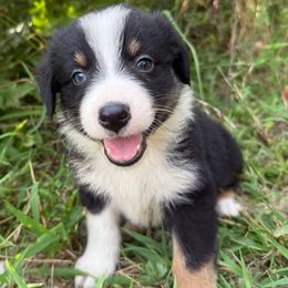 Cashew - Black tri-color male Australian Shepherd puppy in Eubank, Kentucky from Red Feather Aussies
