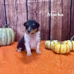 Girl 3 - female Collie puppy in Waterville, Iowa from Lisa’s Lassies