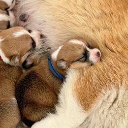 Blue Collar Boy - Red male Pembroke Welsh Corgi puppy in Yulee, Florida from Pembroke Welsh Corgis at Belle Haven