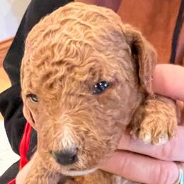 Candy - Apricot female Labradoodle puppy in Kimball Township, Michigan from Kelly’s Doodles