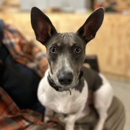Nash - Teddy Roosevelt Terrier