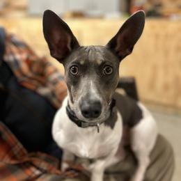 Nash - Teddy Roosevelt Terrier