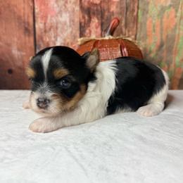 Ollie 2800 ( Small ) - Parti male Yorkshire Terrier puppy in Douglas, Georgia from South Georgia Yorkies and Biewers