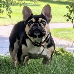 Yukon - French Bulldog