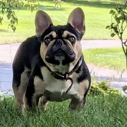 Yukon - French Bulldog