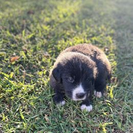 Caucasian Shepherd Dog, Labradoodle, and Saint Bernard Puppies from Blue Line Kennels