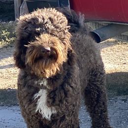 Labradoodles and Poodles from Tya’s Doodles