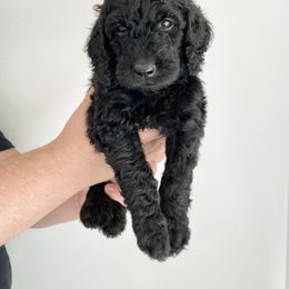 Bernedoodle Puppies from Bruce and Emma Doodles