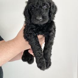 Bernedoodle Puppies from Bruce and Emma Doodles