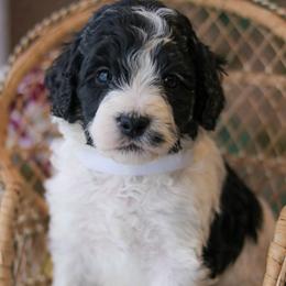 Ranger - Black male Labradoodle puppy in Crete, Nebraska from Doodles & Co