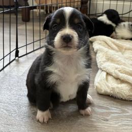 Sprout - Black tri-color female Australian Shepherd puppy in Bennington, Oklahoma from Hang tight Aussie co