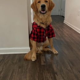 Golden Retriever All Grown Up from Ellabell Goldens