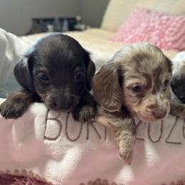 River - Blue and tan male Dachshund puppy in Bentonville, Arkansas from Boujee Buns Dachshunds