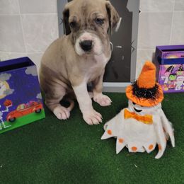 Silvermist - Merle female Great Dane puppy in Marshall, Michigan from Dream K9