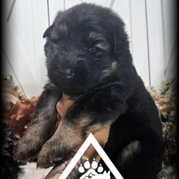 Legion - Black and red male German Shepherd puppy in Sequim, Washington from German Shepherd Haus