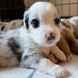 Cloud - Blue merle female Miniature American Shepherd puppy in Phoenix, Arizona from Outlaw Minis