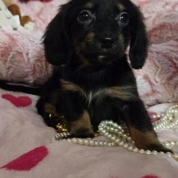 Pebbles - Black and tan female Dachshund puppy in Bandera, Texas from Pup Cakes