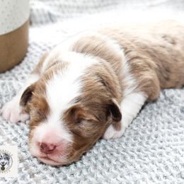 Miniature Australian Shepherd Puppies from Yarborough Kennels