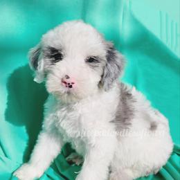Alexander - Merle male Sheepadoodle puppy in Iowa Falls, Iowa from Sheepadoodles of Iowa