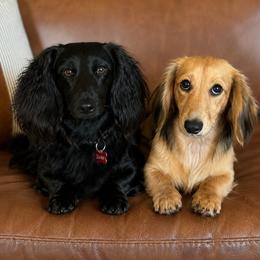 Dachshund puppies from East Texas Dachshunds
