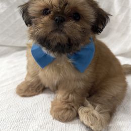 Joey - Red male Shih Tzu puppy in Rhode Island from Sacred Light Shihtzu