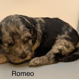 Romeo - Merle male Goldendoodle puppy in New Ringgold, Pennsylvania from Hawk Mountain Doodles