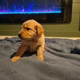 Blizzard (cream collar), now Knox - Golden male Golden Retriever puppy in Tenino, Washington from Oak River Goldens'