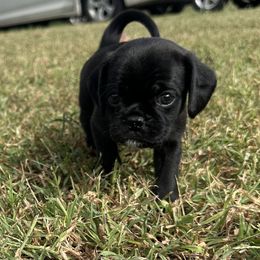 Sweetheart - Black female Pug puppy in Indian Trail, North Carolina from Love Pugs