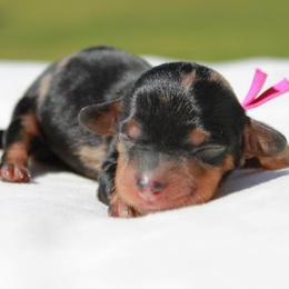 Kris - Dapple female Dachshund puppy in Athens, Alabama from Weidenthal Dachshunds
