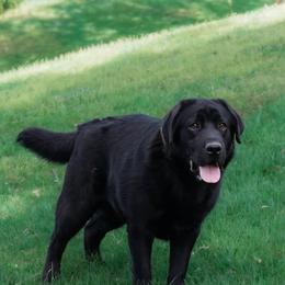 Mr. Sharp - Labrador Retriever