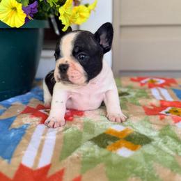 Winston - Brindle and white male French Bulldog puppy in Washington, Pennsylvania from Crooked Pine French Bulldogs
