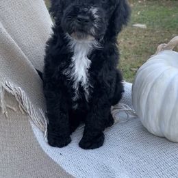 Timber - Black and white male Sheepadoodle puppy in Columbia, Tennessee from Primrose Cottage Puppies