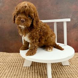 Willie - Red male Cockapoo puppy in Beresford, South Dakota from DAKOTA DOOD RANCH