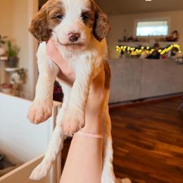 Goldendoodle Puppies from Salt and Sage Doodles