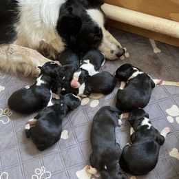 Border Collie puppies from Sugar Hill Border Collies