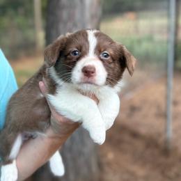 Teal Collar - Liver and white female American Corgi puppy in Nashville, Arkansas from Whisenhunt Farms