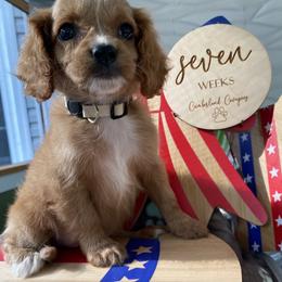 Sparka - Red female Cavapoo puppy in Fayetteville, North Carolina from Cumberland Cavapoos