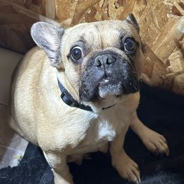 Piggy - French Bulldog